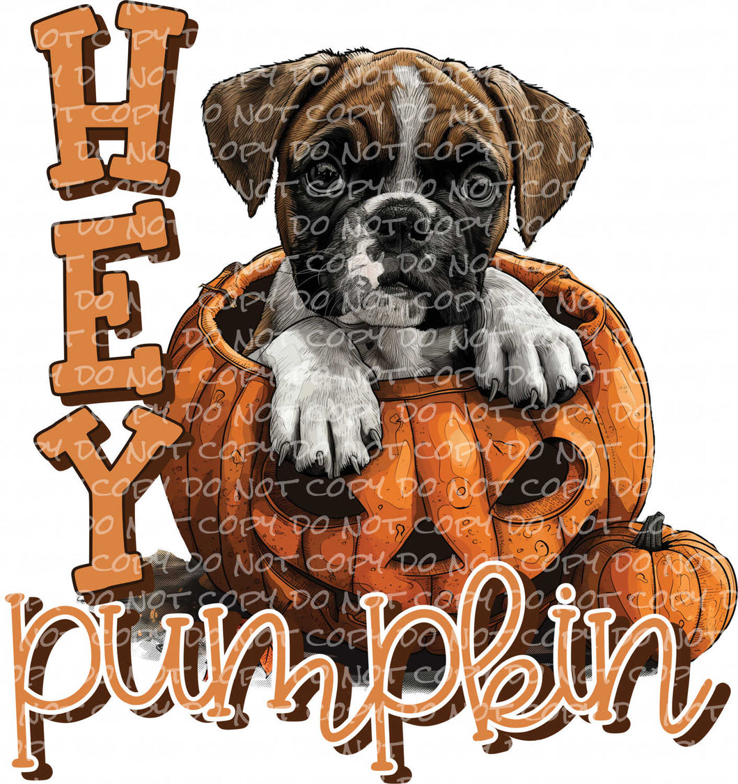 Hey Pumpkin, Boxer | DTF Ready to Press or Sublimation Transfer