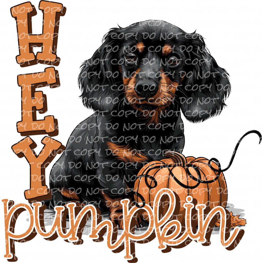 Hey Pumpkin, Dachshund | DTF Ready to Press or Sublimation Transfer