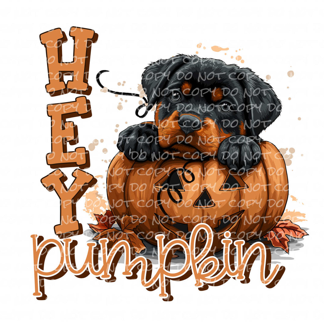 Hey Pumpkin, Rottweiler | DTF Ready to Press or Sublimation Transfer