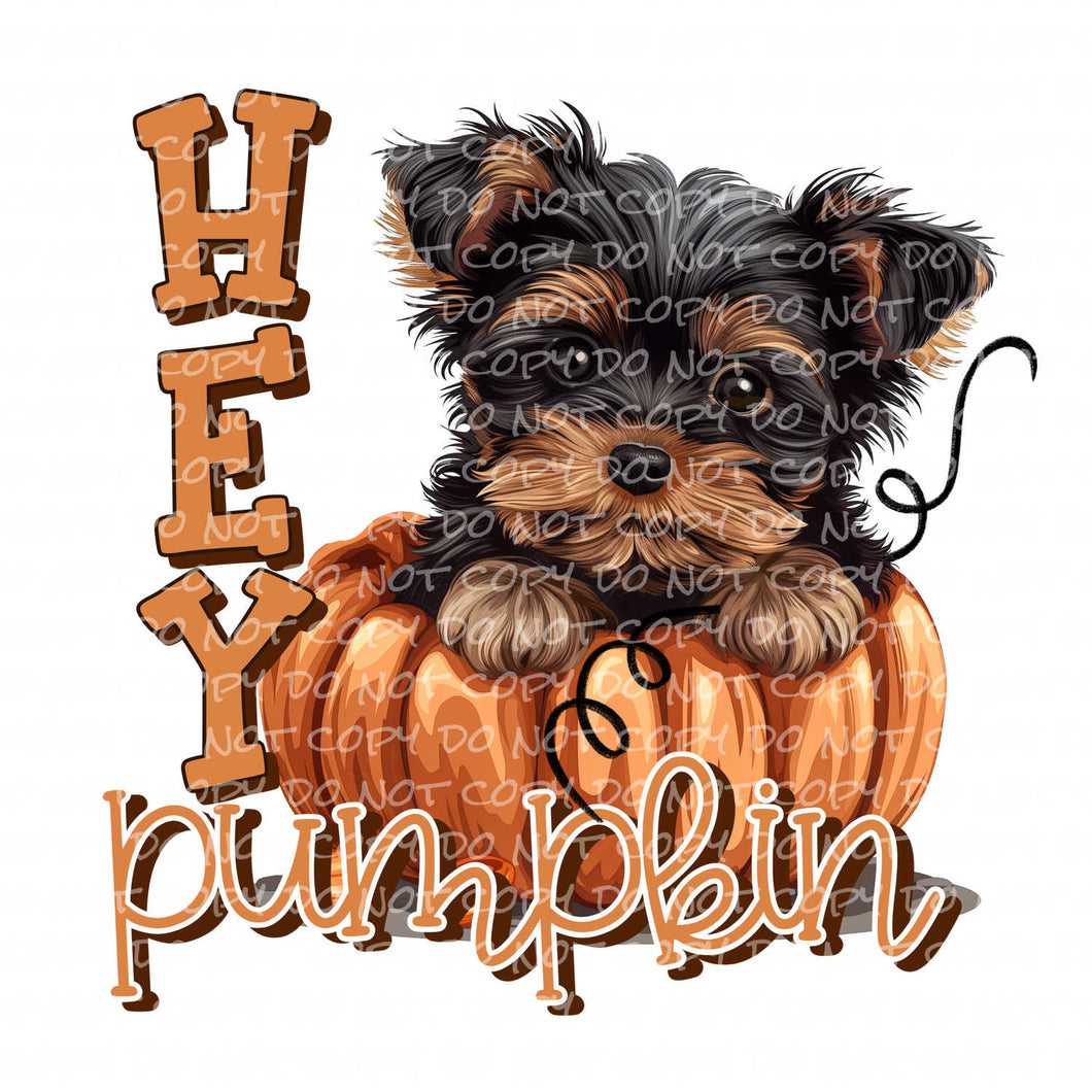 Hey Pumpkin, Yorkie | DTF Ready to Press or Sublimation Transfer