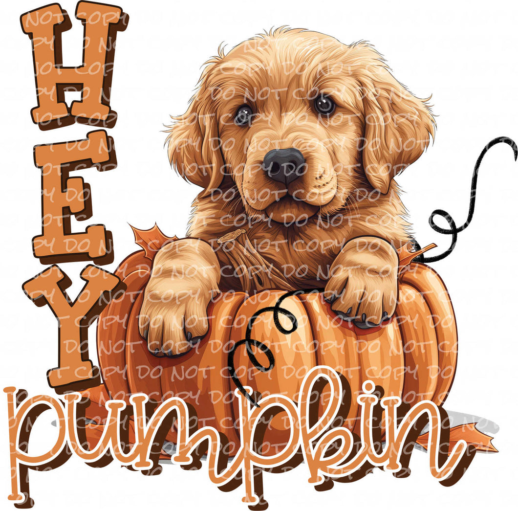 Hey Pumpkin, Golden Retriever | DTF Ready to Press or Sublimation Transfer