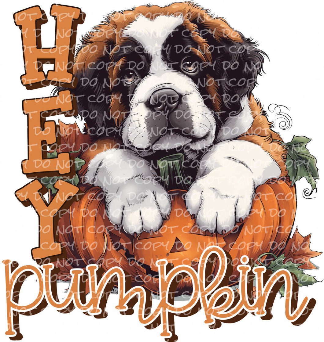 Hey Pumpkin, St. Bernard | DTF Ready to Press or Sublimation Transfer